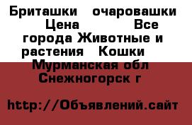 Бриташки - очаровашки.  › Цена ­ 3 000 - Все города Животные и растения » Кошки   . Мурманская обл.,Снежногорск г.